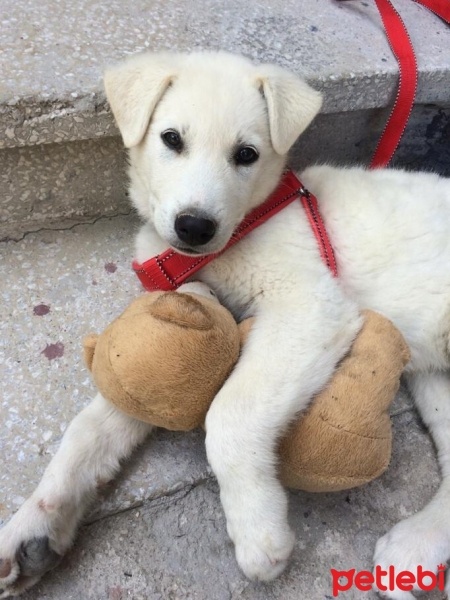 Sibirya Kurdu (Husky), Köpek  Bulut fotoğrafı