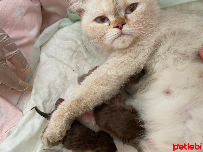 British Shorthair, Kedi  Safkan fotoğrafı