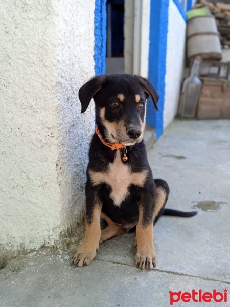Alman Çoban Köpeği, Köpek  Ateş fotoğrafı