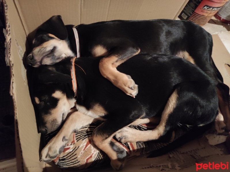 Alman Çoban Köpeği, Köpek  Ateş fotoğrafı