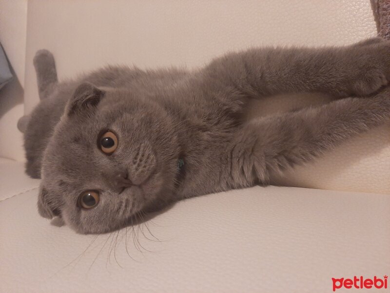 Scottish Fold, Kedi  Jr Leo fotoğrafı