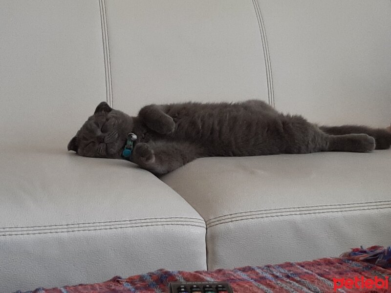 Scottish Fold, Kedi  Jr Leo fotoğrafı