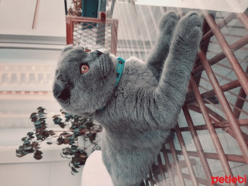 Scottish Fold, Kedi  Jr Leo fotoğrafı