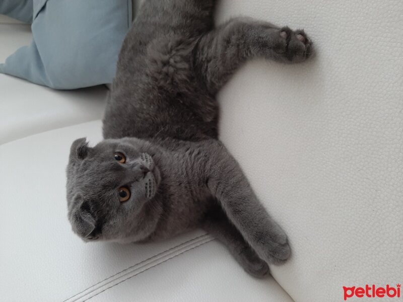 Scottish Fold, Kedi  Jr Leo fotoğrafı