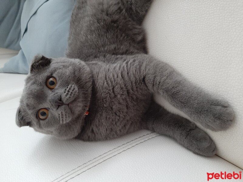 Scottish Fold, Kedi  Jr Leo fotoğrafı