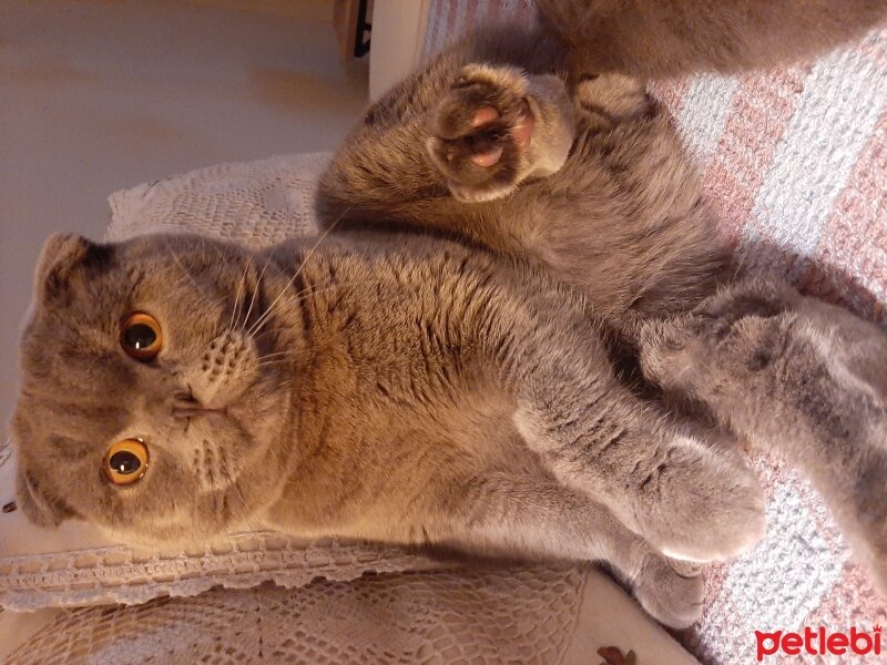 Scottish Fold, Kedi  Jr Leo fotoğrafı