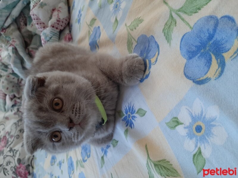 Scottish Fold, Kedi  YoYo (Melek oldu) fotoğrafı