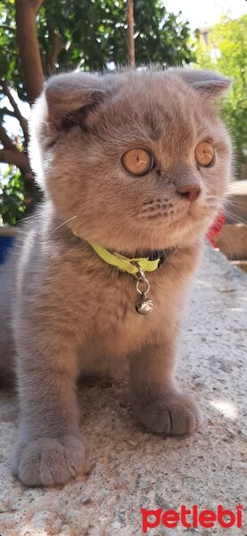 Scottish Fold, Kedi  YoYo (Melek oldu) fotoğrafı