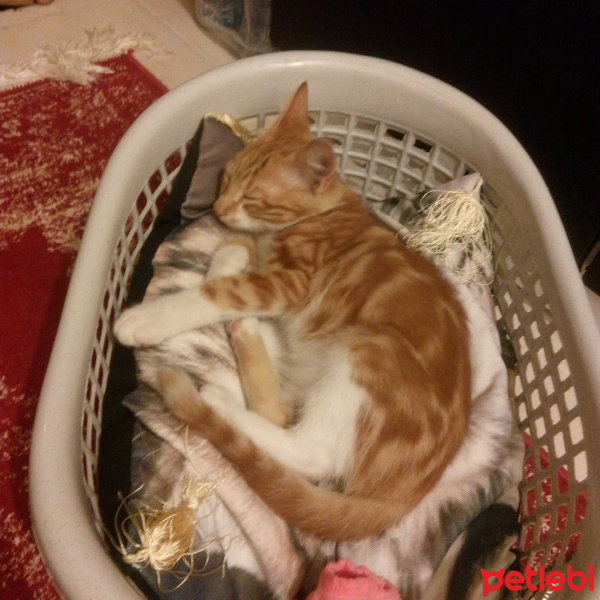 Tekir Kedi, Kedi  Şehzade fotoğrafı