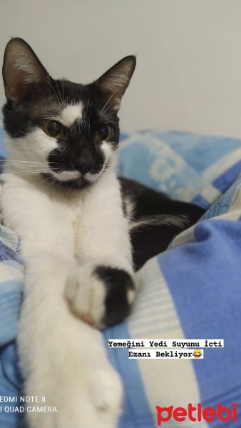 Tekir Kedi, Kedi  Çiko fotoğrafı