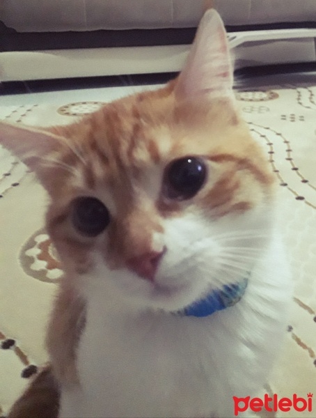 Sarman, Kedi  Behlül fotoğrafı