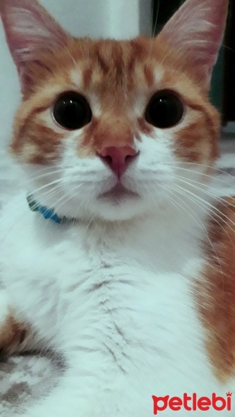 Sarman, Kedi  Behlül fotoğrafı