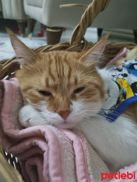 Sarman, Kedi  Behlül fotoğrafı