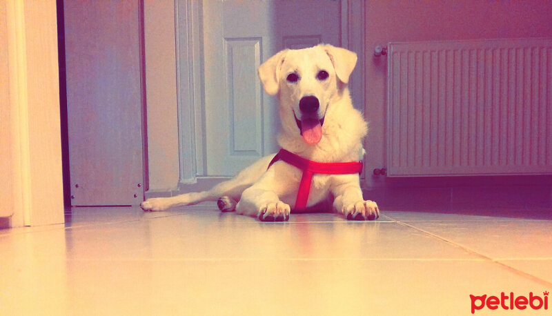 Golden Retriever, Köpek  Şanslı fotoğrafı