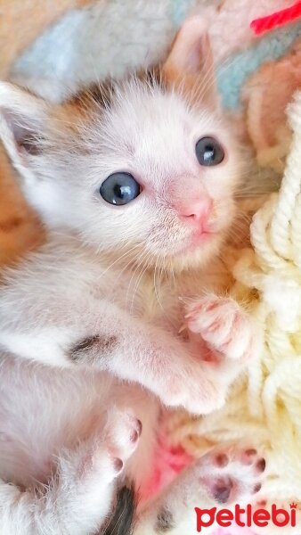 Tekir Kedi, Kedi  Boncuk fotoğrafı