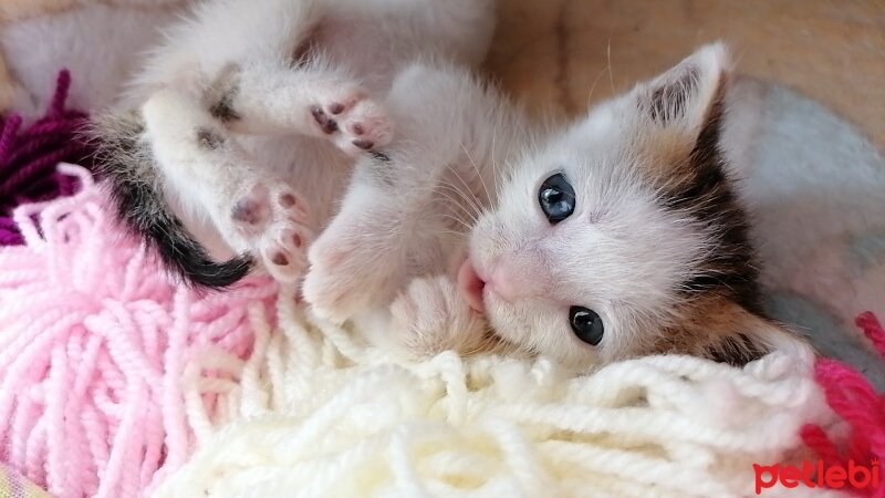 Tekir Kedi, Kedi  Boncuk fotoğrafı