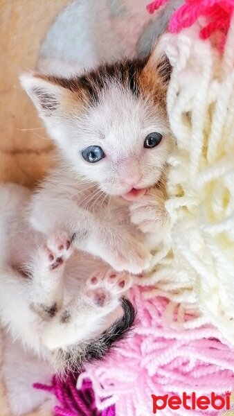 Tekir Kedi, Kedi  Boncuk fotoğrafı