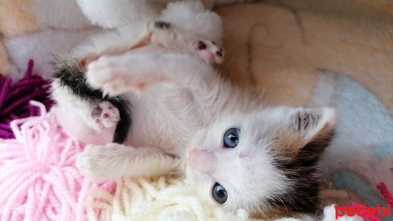 Tekir Kedi, Kedi  Boncuk fotoğrafı