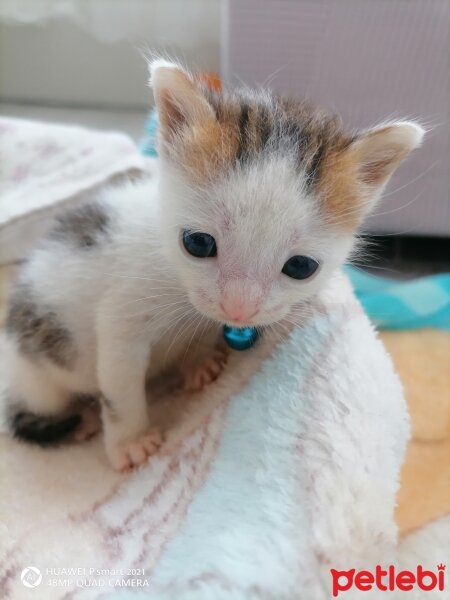 Tekir Kedi, Kedi  Boncuk fotoğrafı