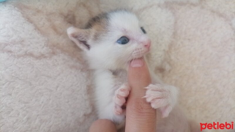 Tekir Kedi, Kedi  Boncuk fotoğrafı