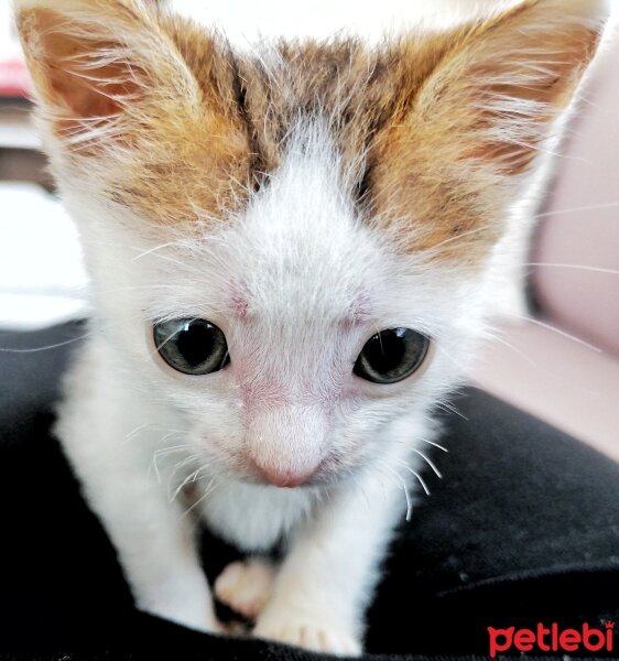 Tekir Kedi, Kedi  Boncuk fotoğrafı