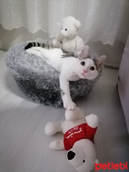 Tekir Kedi, Kedi  Boncuk fotoğrafı