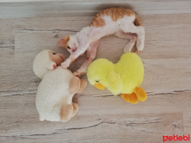 Sarman, Kedi  Mila fotoğrafı