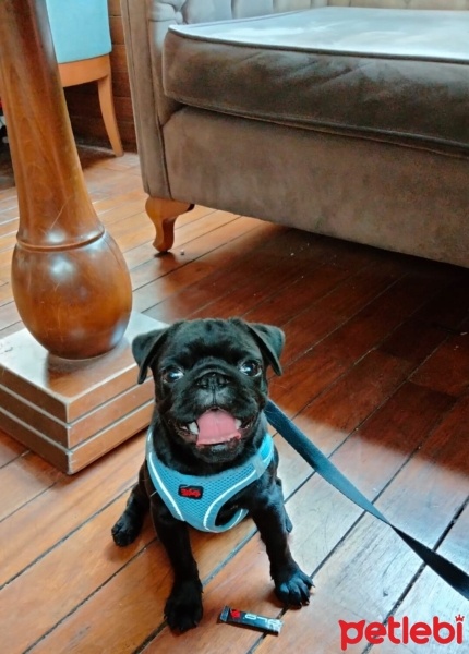 Pug, Köpek  Dobby fotoğrafı