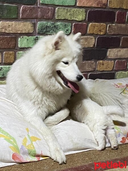 Samoyed, Köpek  lucy fotoğrafı