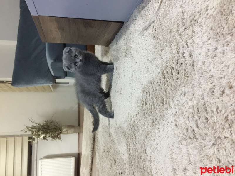 Scottish Fold, Kedi  Emenike fotoğrafı