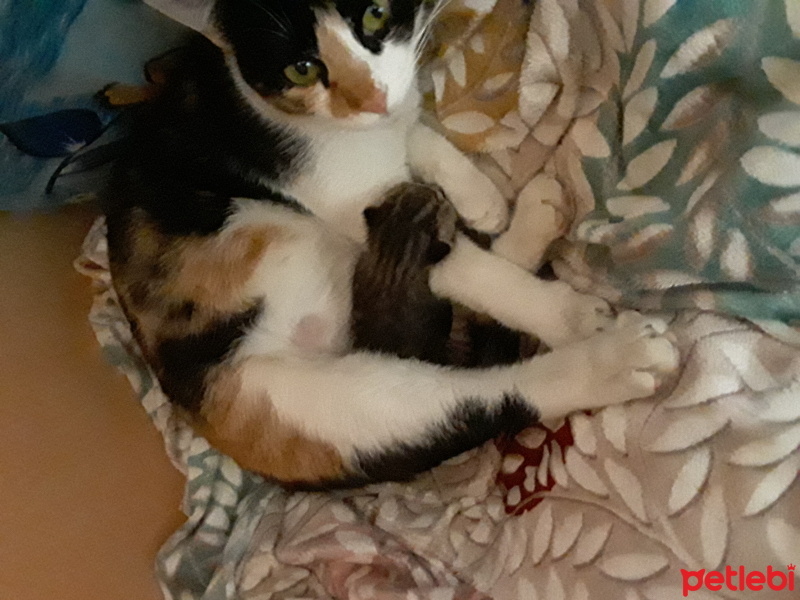 Tekir Kedi, Kedi  Balgoz fotoğrafı