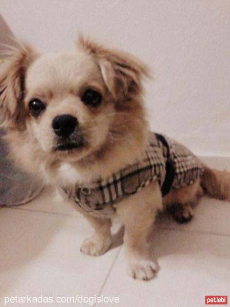 Tibetli Spaniel, Köpek  Achill fotoğrafı