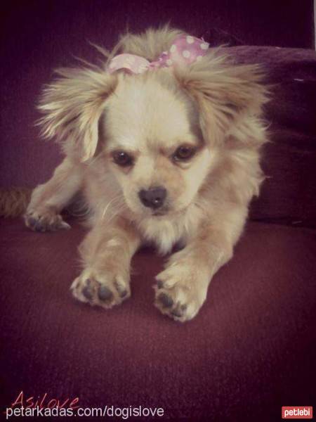 Tibetli Spaniel, Köpek  Achill fotoğrafı