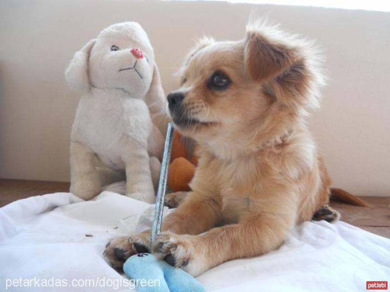 Tibetli Spaniel, Köpek  Achill fotoğrafı