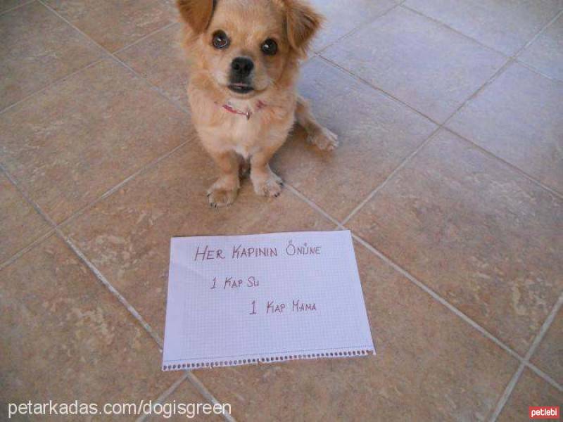 Tibetli Spaniel, Köpek  Achill fotoğrafı