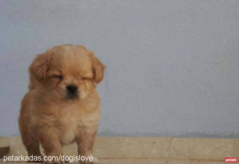 Tibetli Spaniel, Köpek  Achill fotoğrafı