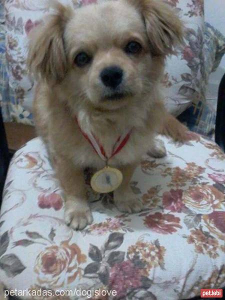 Tibetli Spaniel, Köpek  Achill fotoğrafı