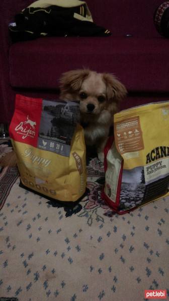 Tibetli Spaniel, Köpek  Achill fotoğrafı