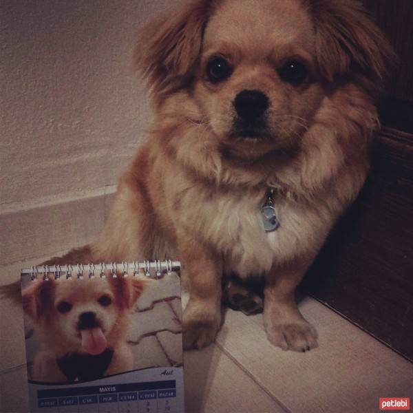 Tibetli Spaniel, Köpek  Achill fotoğrafı