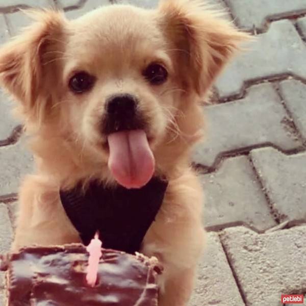 Tibetli Spaniel, Köpek  Achill fotoğrafı