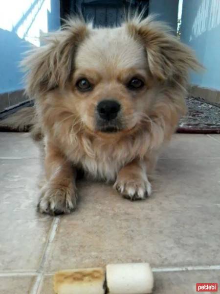 Tibetli Spaniel, Köpek  Achill fotoğrafı