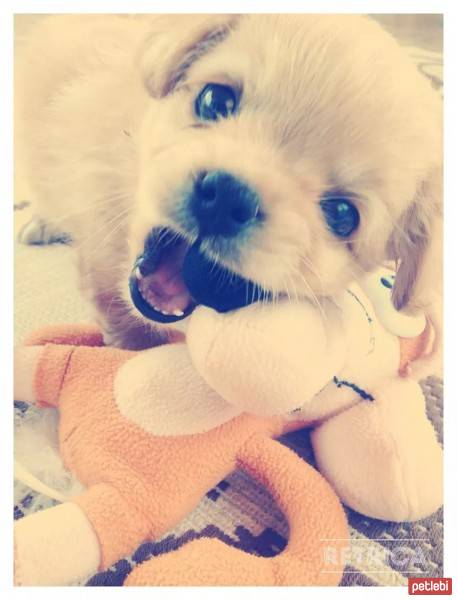 Tibetli Spaniel, Köpek  Achill fotoğrafı