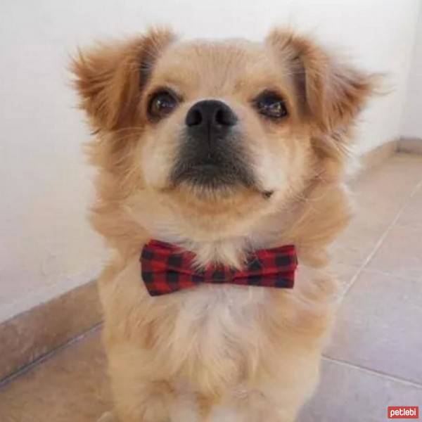 Tibetli Spaniel, Köpek  Achill fotoğrafı