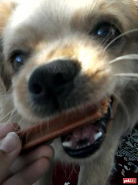 Tibetli Spaniel, Köpek  Achill fotoğrafı