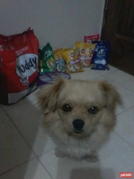 Tibetli Spaniel, Köpek  Achill fotoğrafı