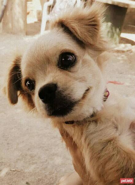 Tibetli Spaniel, Köpek  Achill fotoğrafı