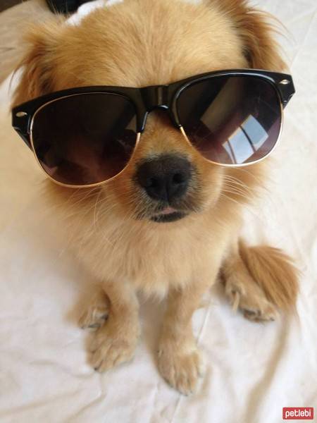 Tibetli Spaniel, Köpek  Achill fotoğrafı