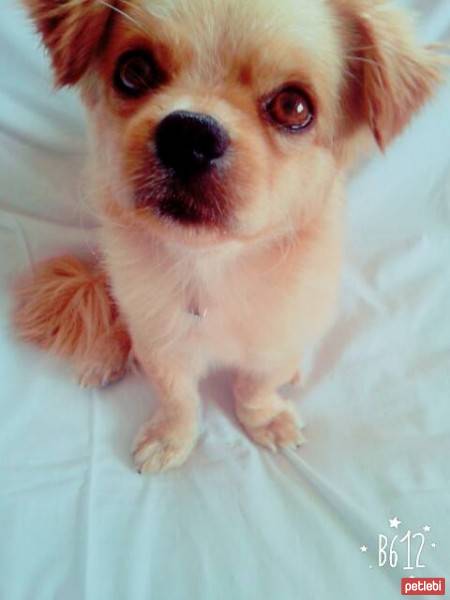 Tibetli Spaniel, Köpek  Achill fotoğrafı