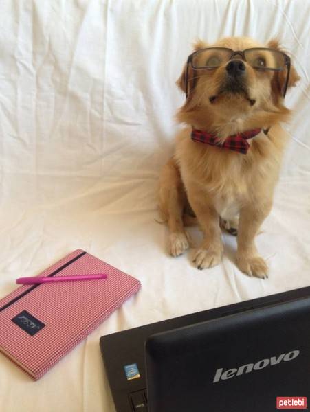 Tibetli Spaniel, Köpek  Achill fotoğrafı