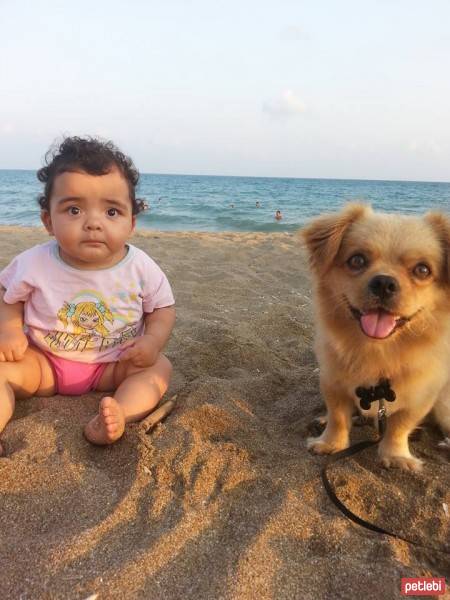 Tibetli Spaniel, Köpek  Achill fotoğrafı